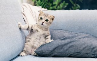 Pet Owners – Keep your furry friends safe and sound this Bonfire Night Tonight